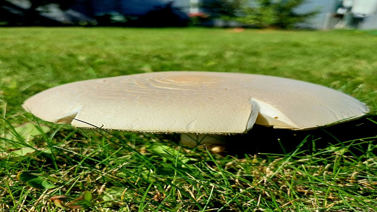 A disc golf disc resting on short grass with a tree-lined fairway visible in the background